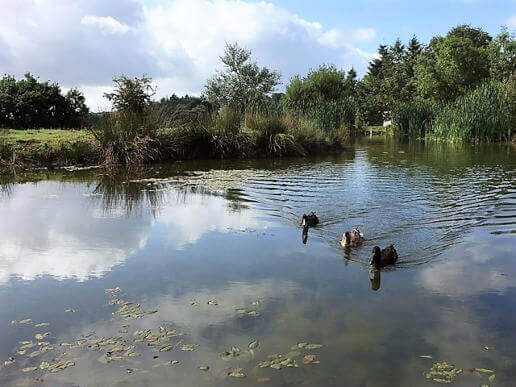 meet the friendly ducks