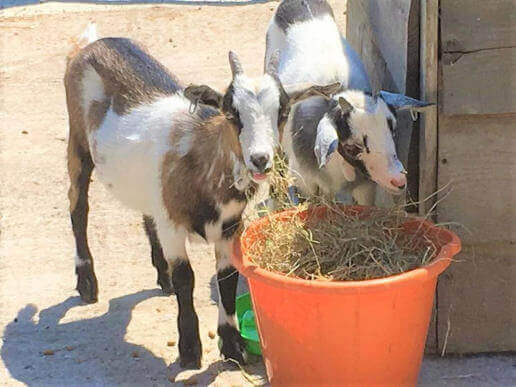 meet the pet goats