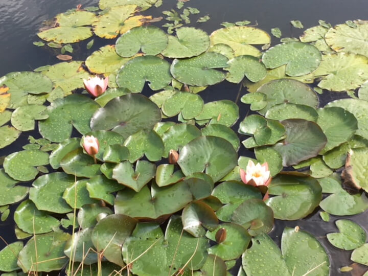 Views towards the cottage with enclosed patio area.